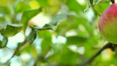 Büyüyen organik elma