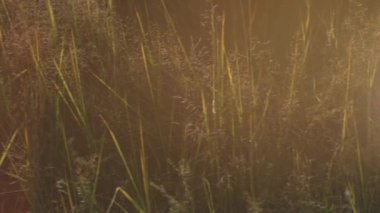 Genç kadınla çimenlerin üzerinde düşme