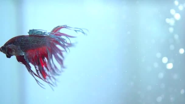 Färgglada Betta fisk i akvarium. — Stockvideo