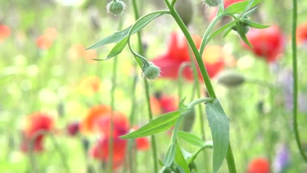 Campo de amapolas. Amapolas florecientes — Vídeo de stock