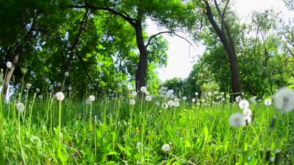 Green Park,Dolly Shot — Stock Video