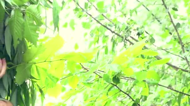 Summer woman in wreath  on head — Stock Video