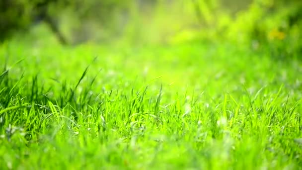 緑の草の背景 — ストック動画
