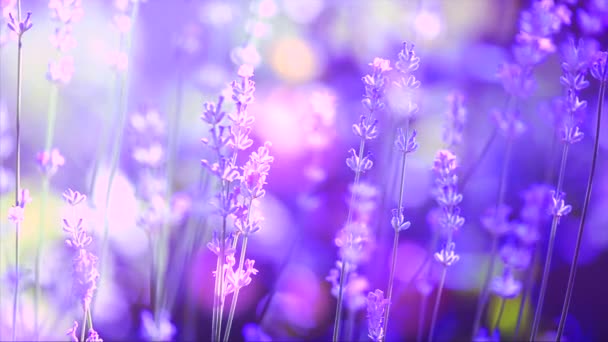 Rostoucí Lavender květiny
