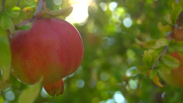 Rijpe biologische granaatappels — Stockvideo