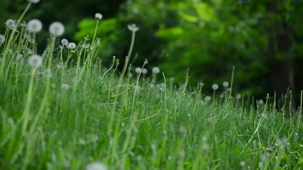 Hermoso día soleado al aire libre — Vídeo de stock