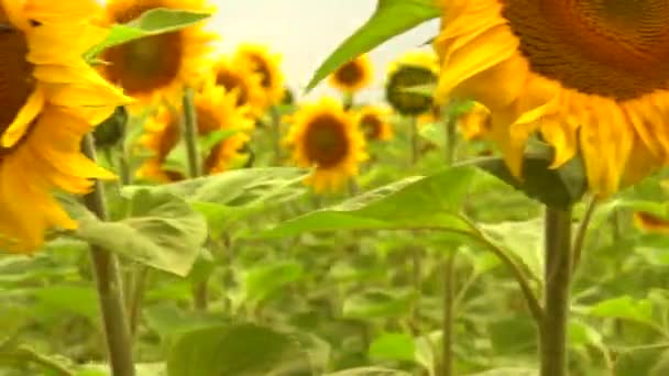 Blühendes Feld von Sonnenblumen — Stockvideo