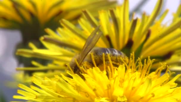 Honey bee på maskros blomma — Stockvideo