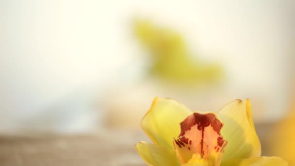 Filtros de baunilha e flor — Vídeo de Stock