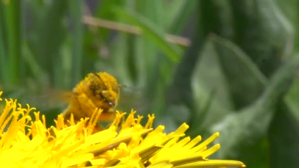 Honey bee on dandelion flower — Stock Video
