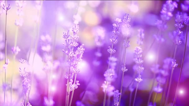 Coltivazione di fiori di lavanda — Video Stock