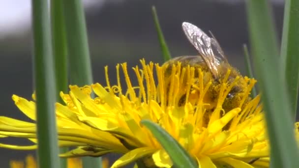 Honey bee on dandelion flower working. — Stock Video