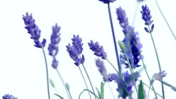Growing lavender  flowers
