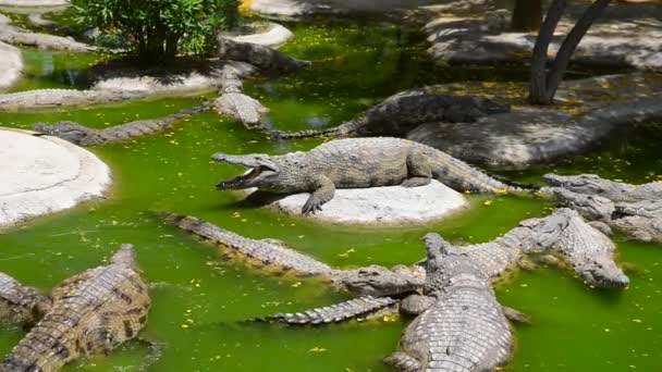 Animais jacarés em Crocodile Farm — Vídeo de Stock