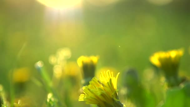 Campo de primavera. Flores de dente de leão — Vídeo de Stock