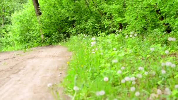 Motociclista sul sentiero nella foresta — Video Stock