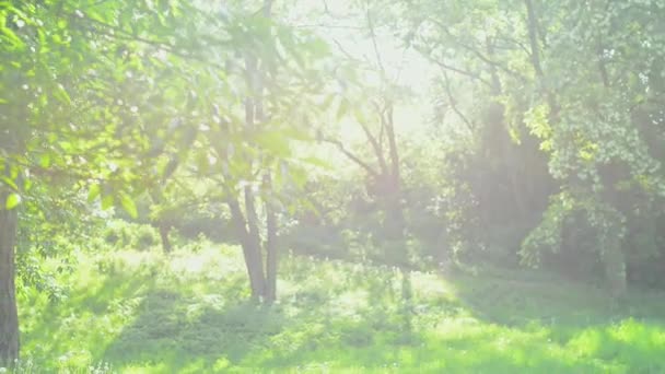 Hermoso día soleado al aire libre — Vídeo de stock