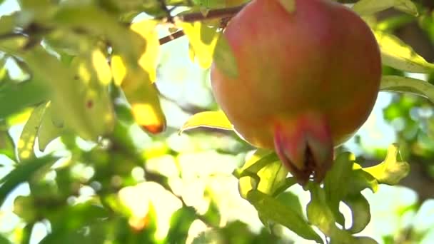 Granada orgánica madura — Vídeo de stock