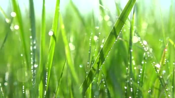 Fond d'herbe avec gouttes d'eau .