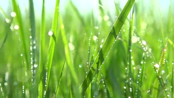 Fond d'herbe avec gouttes d'eau . — Video