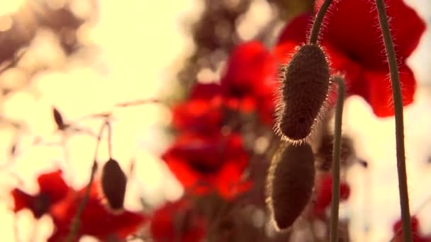 Campo Poppy. Papoilas em flor — Vídeo de Stock