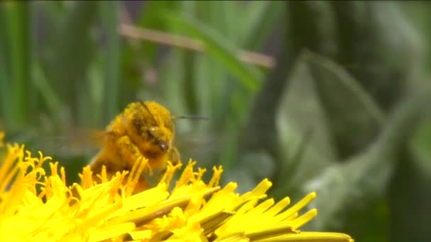 Abeja de miel en flor de diente de león — Vídeos de Stock