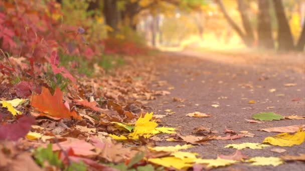Herbstlaub fällt im Park — Stockvideo