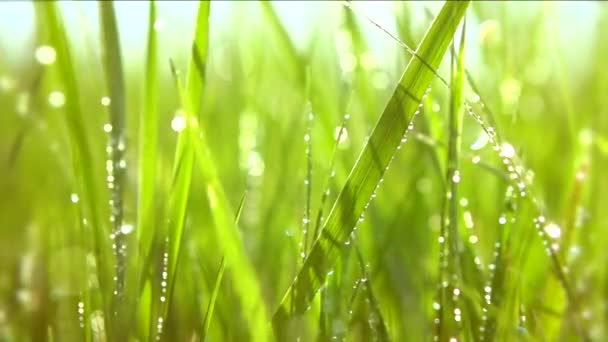 Background with water drops. — Stock Video