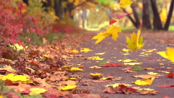 Herfst bladeren die vallen in Park — Stockvideo