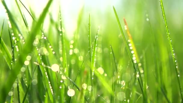 Grass background with water drops. — Stock Video