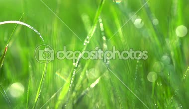 Çiy damlalı çimenler.