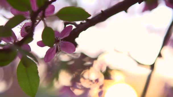 Прекрасная яблоня цветет — стоковое видео