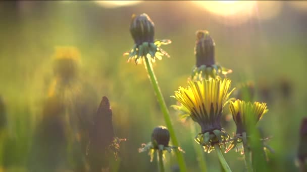 Campo de primavera. Flores de dente de leão — Vídeo de Stock