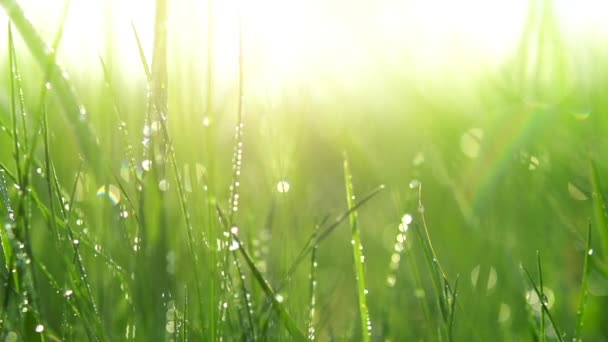 Herbe avec gouttes de rosée. — Video