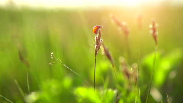 Spring meadow with ladybug flying — Stock Video