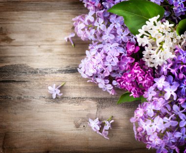 Eflatun çiçekler grup arka plan üzerinde