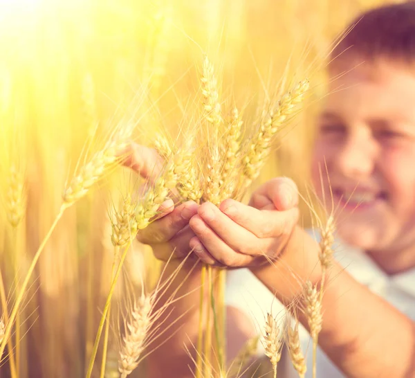Mały chłopiec podejmowania pszenica uszy — Zdjęcie stockowe