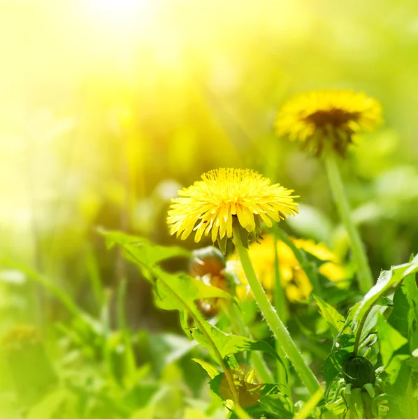 Maskros blommor växer på fält — Stockfoto