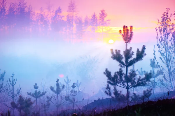 Natuur zonsopgang mistige landschap. — Stockfoto