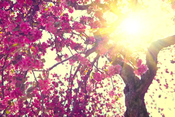 Bella scena naturale con albero in fiore — Foto Stock