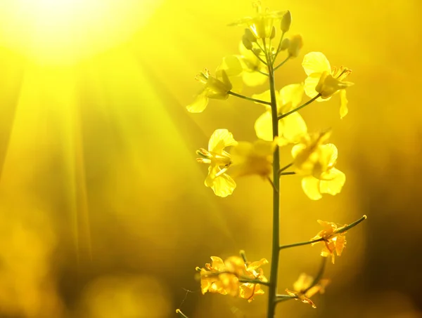 Florescendo flores de canola — Fotografia de Stock