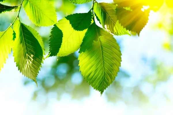 Natuur groene bladeren achtergrond. — Stockfoto