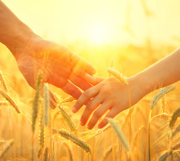 Coppia che prende mani su campo di grano — Foto Stock