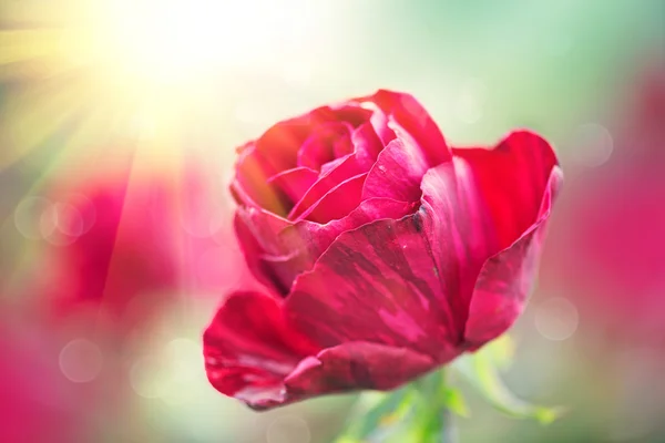 Bela flor rosa vermelha crescente . — Fotografia de Stock