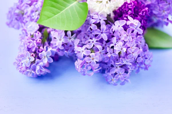 Ljuslila blommor gäng — Stockfoto