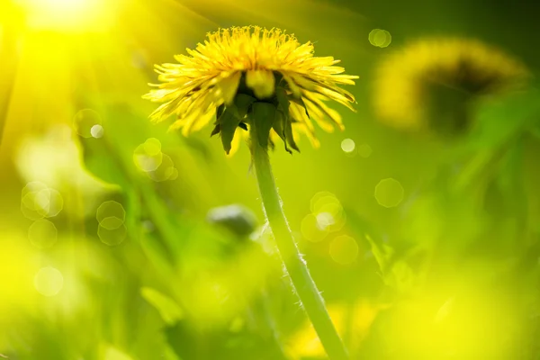 Dandelion flower on spring field — Stock Photo, Image