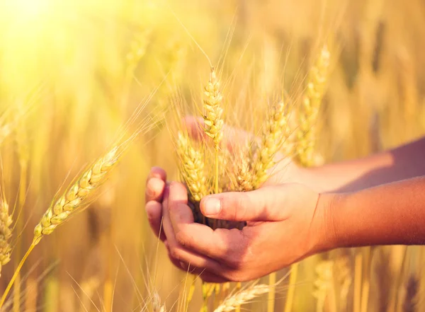 Boy taking wheat ears on  field Royalty Free Stock Photos