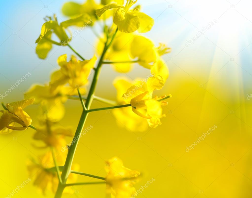Blooming canola flowers
