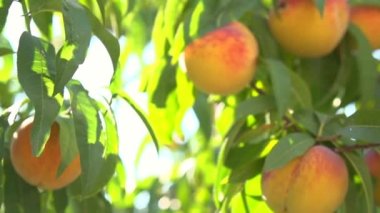 Olgun organik şeftali