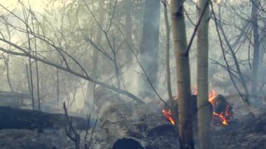 Orman yangınları yıkıcı sonuçlara.